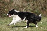 BORDER COLLIE 846